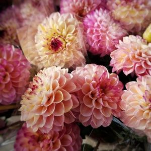 Meet your posher, Sheri